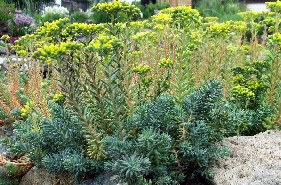 Очиток скальный отогнутый