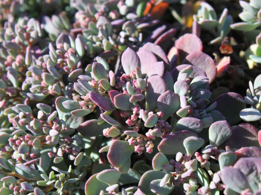 Очиток скальный lidakense