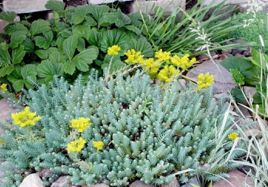 Очиток желтый почвопокровный