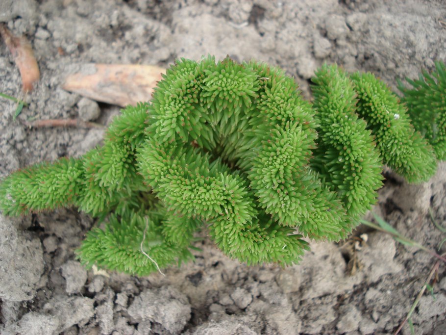 Очиток отогнутый cristatum