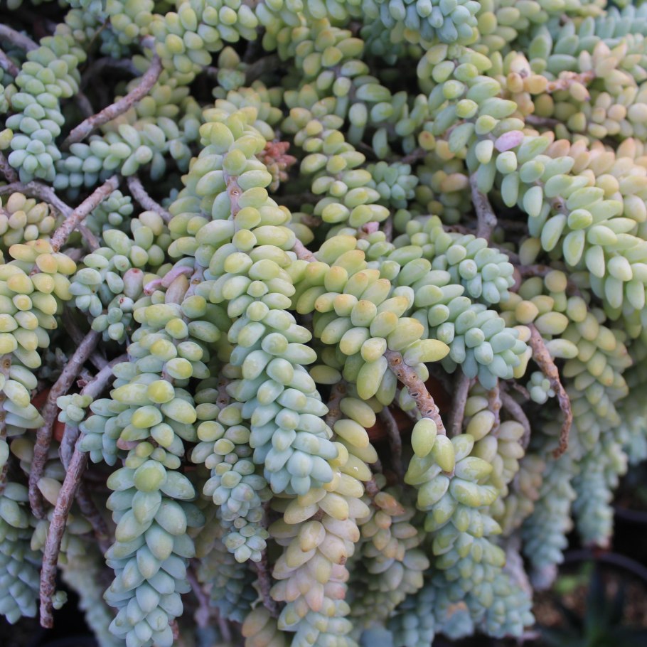Очиток моргана sedum morganianum