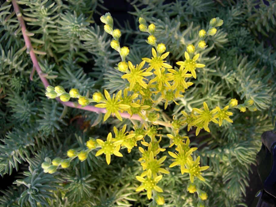 Седум очиток шестирядный