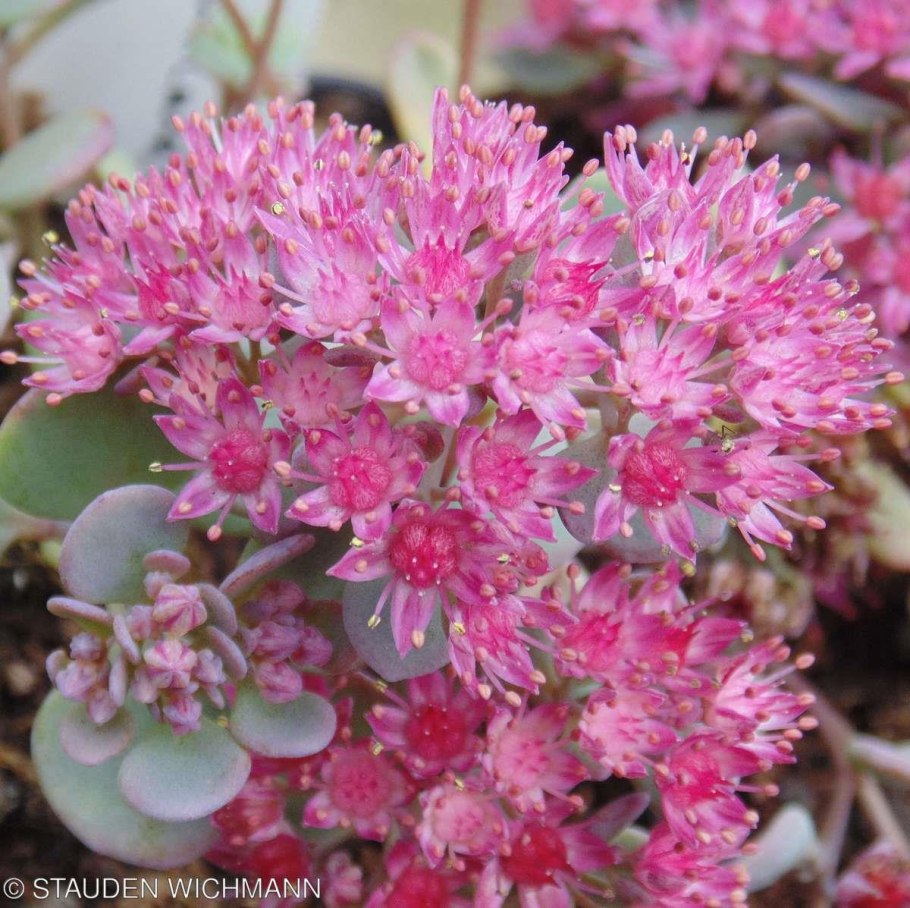 Очиток наутесный lidakense