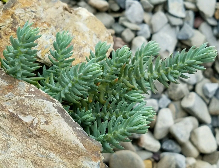 Очиток блю спрус