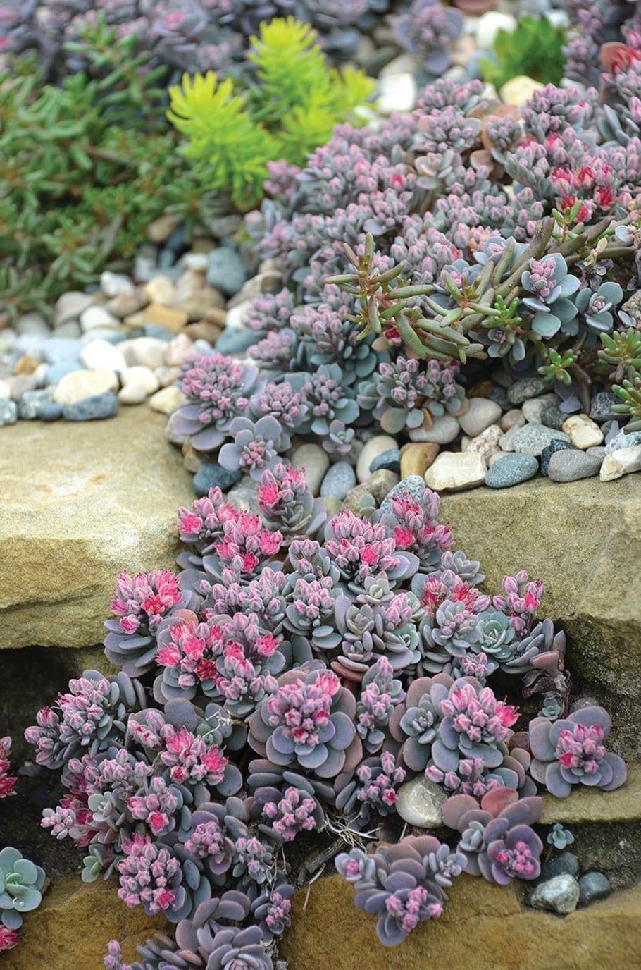 Очиток (седум) многостебельный сахалин