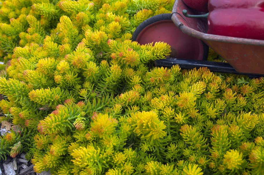 Очиток отогнутый (sedum reflexum)  angelina