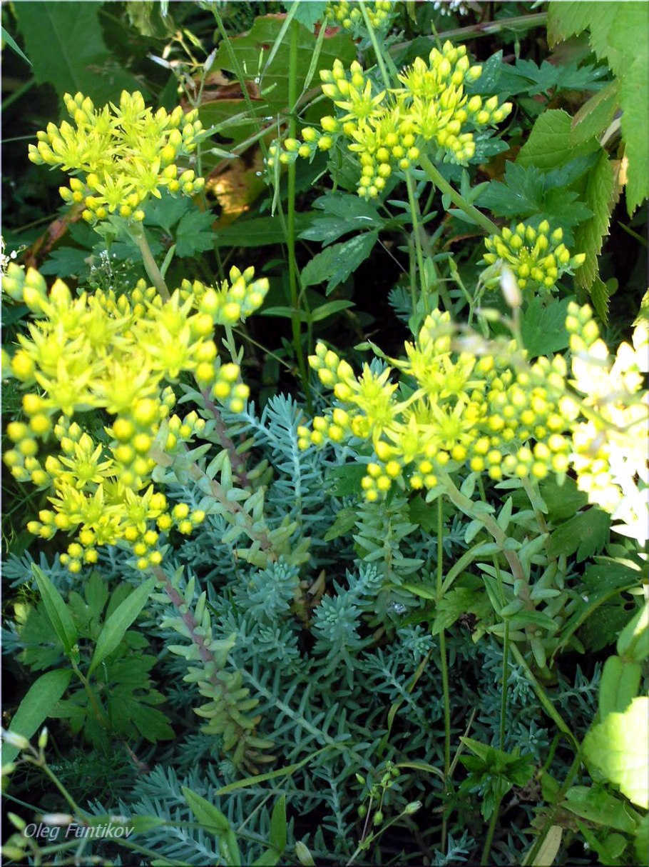 Очиток скальный отогнутый глаукум