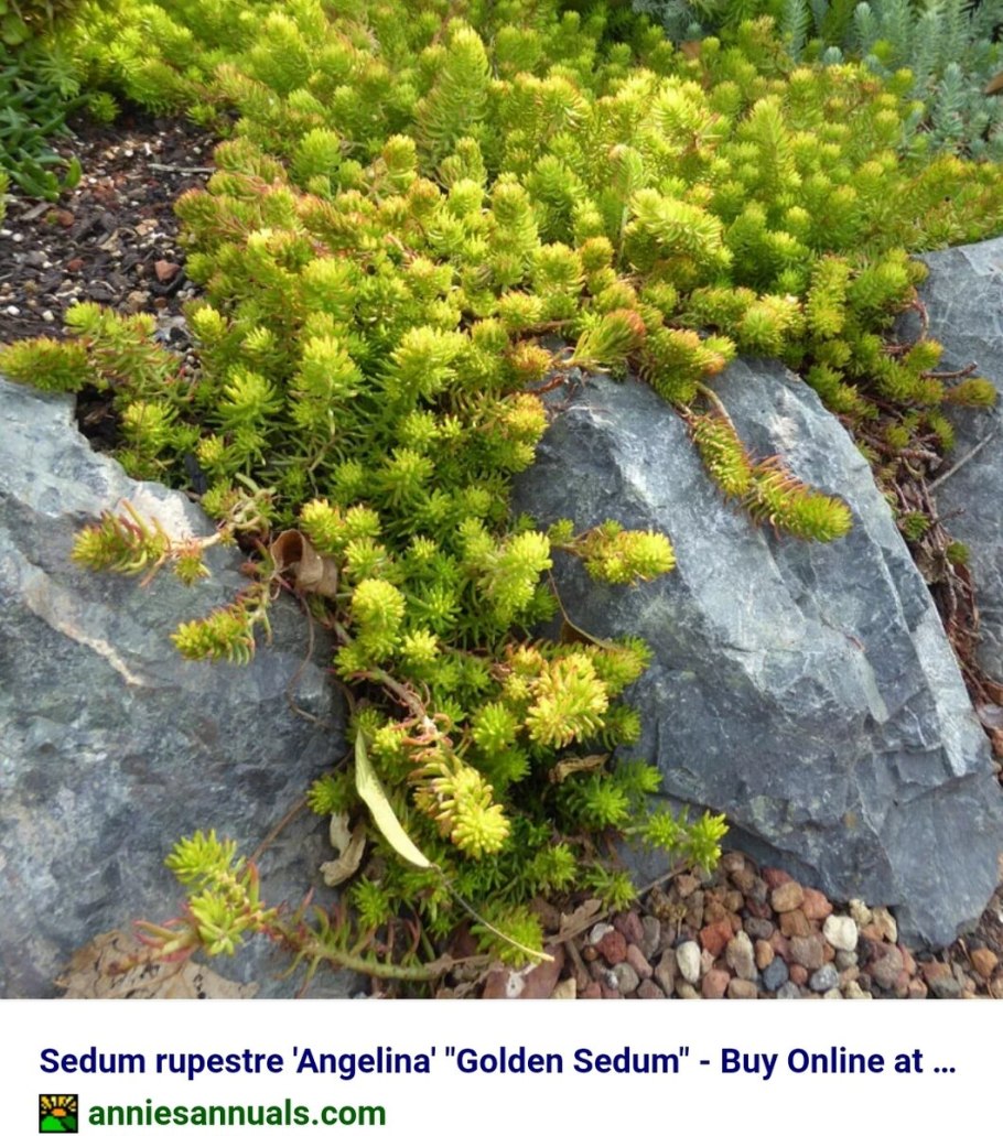Sedum angelina