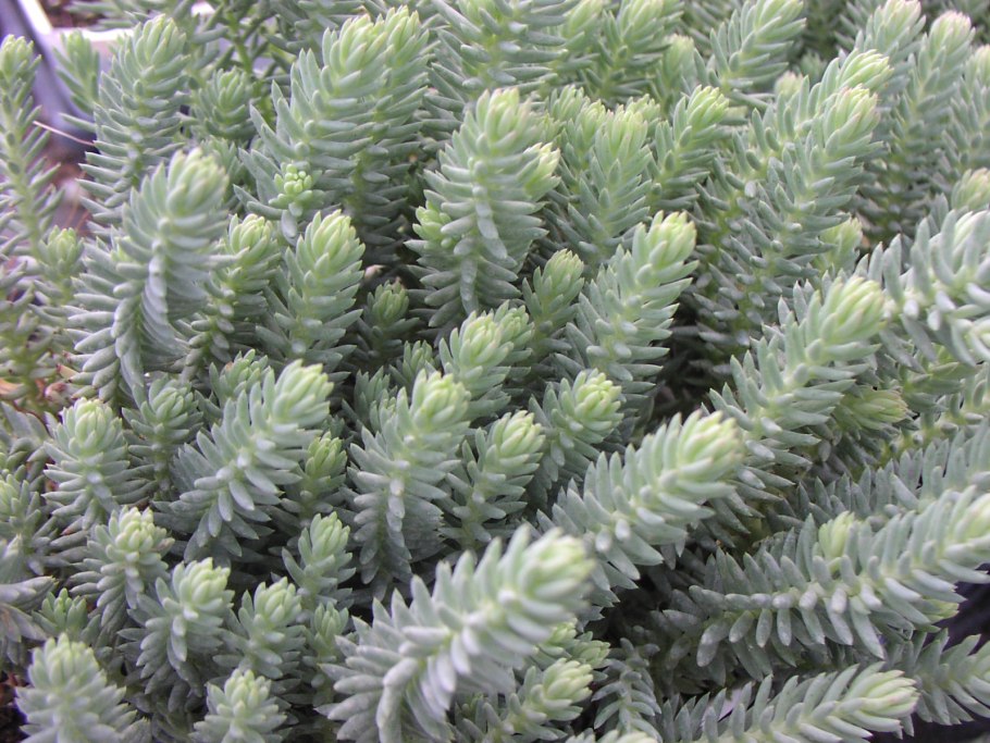 Очиток отогнутый 'blue spruce'