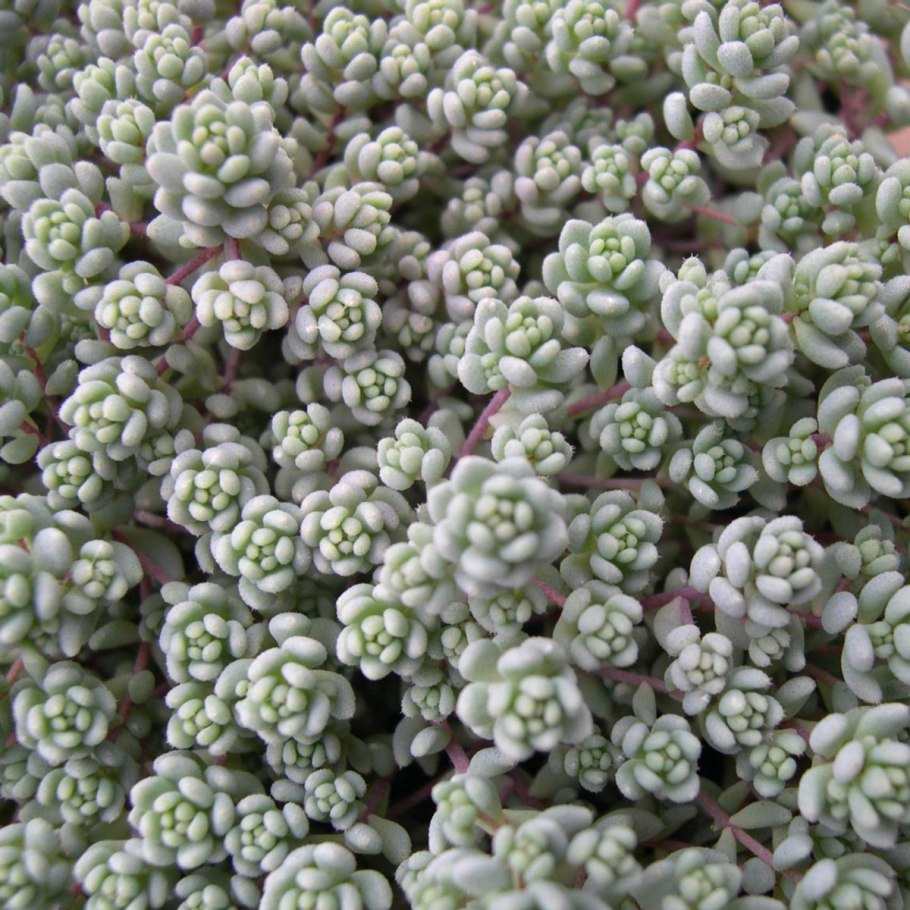 Sedum dasyphyllum