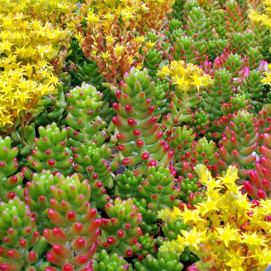 Sedum rubrotinctum