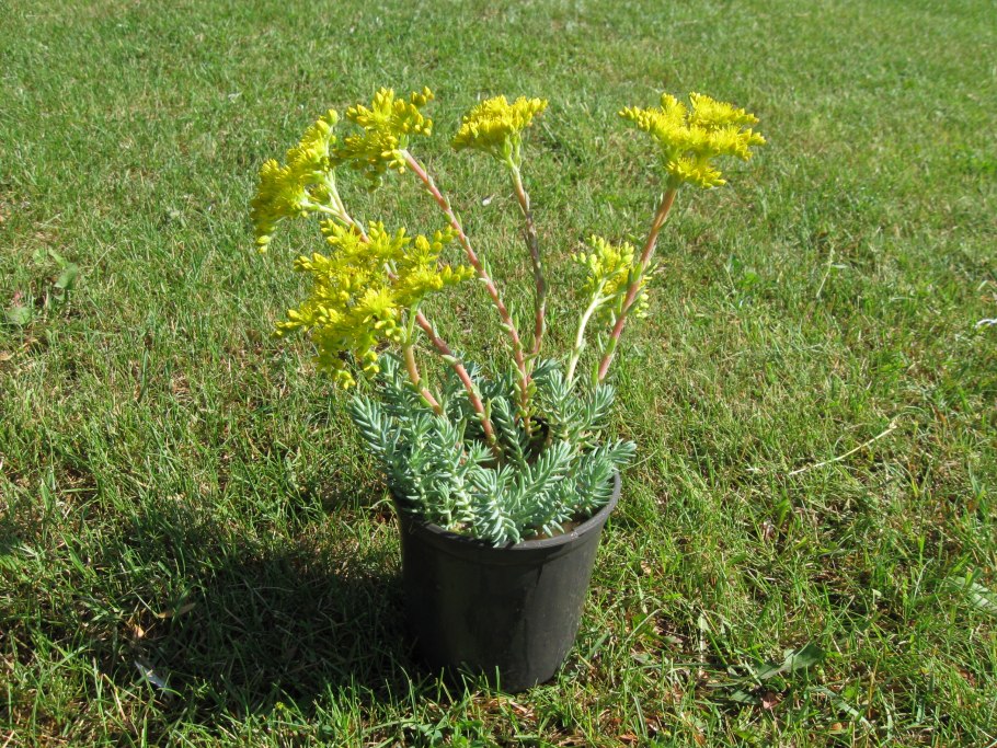 Очиток скальный glaucum