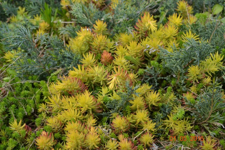 Очиток отогнутый angelina