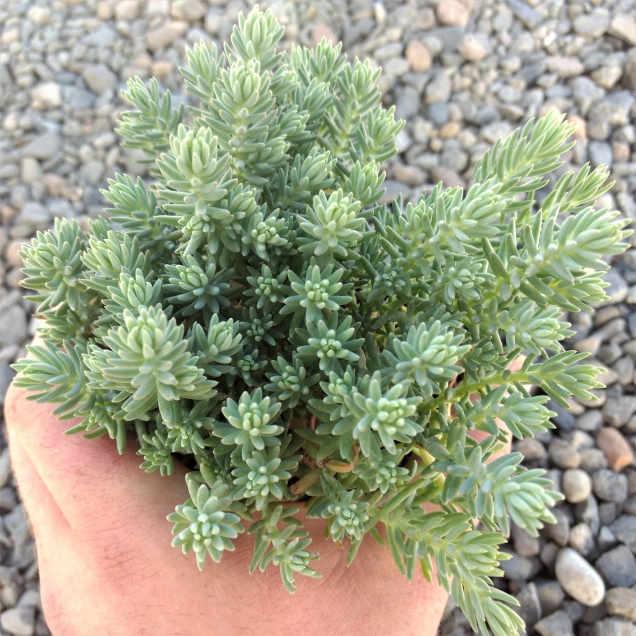 Седум скальный сильвер