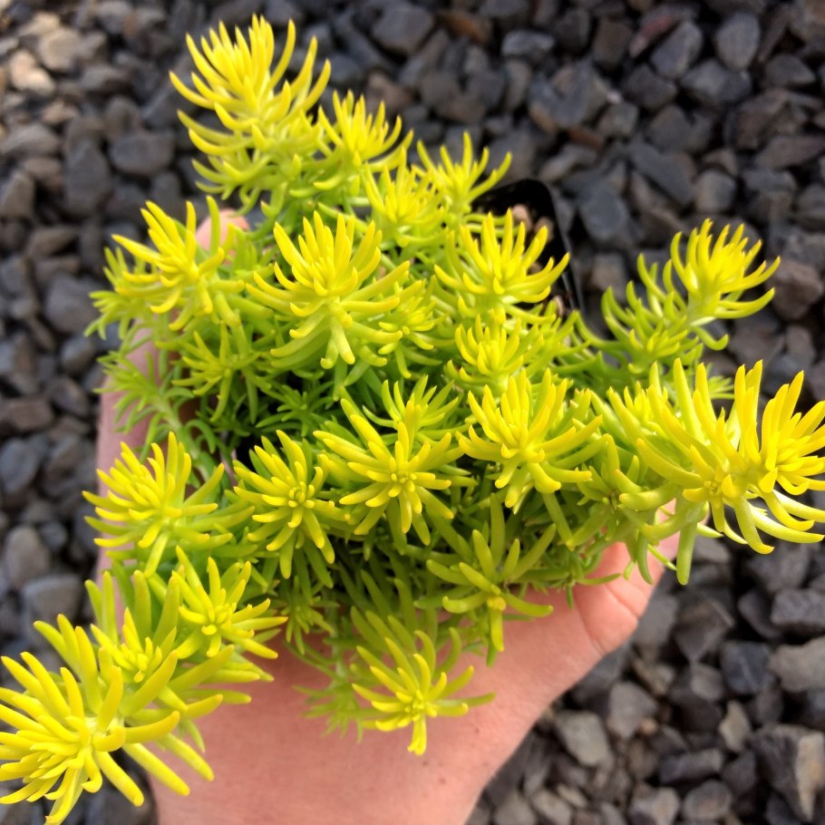 Очиток отогнутый ангелина