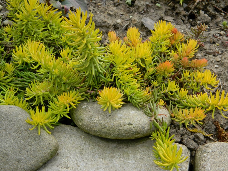 Очиток скальный ангелина