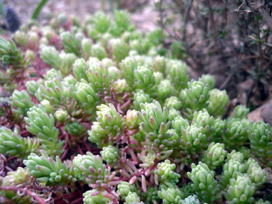 Седум очиток