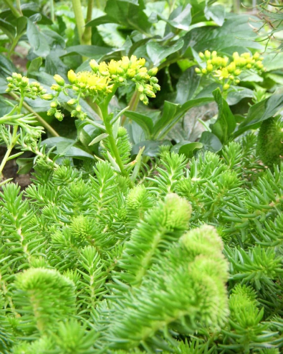 Очиток отогнутый angelina