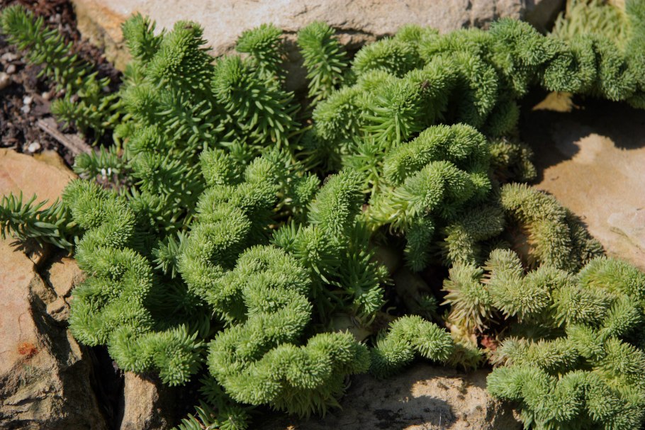 Очиток отогнутый кристатум