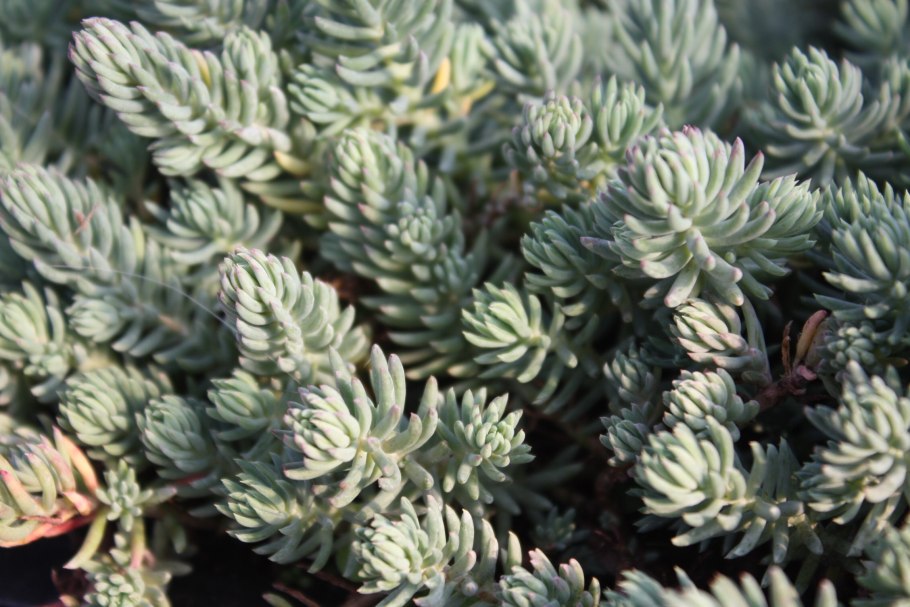 Очиток седум блю спрус