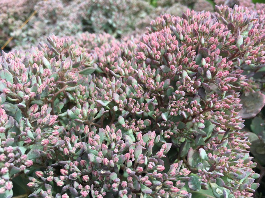 Очиток видный sedum spectabile brilliant
