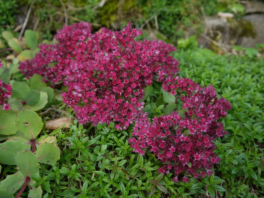 Sedum spectabile 'iceberg'