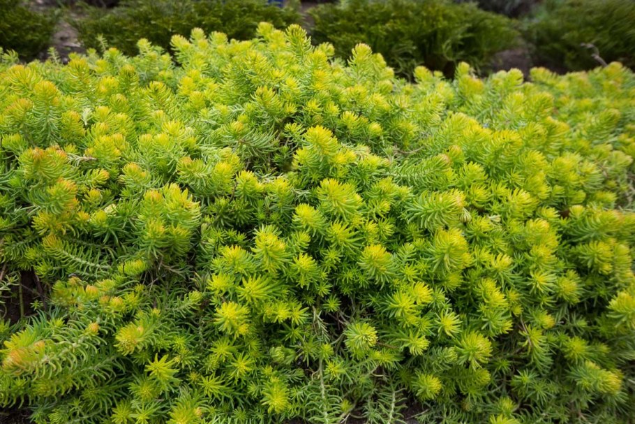 Седум gold mound