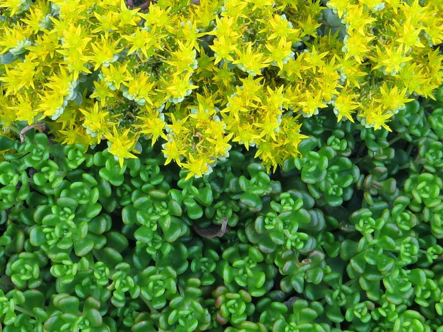 Очиток sedum spurium 'tricolor'