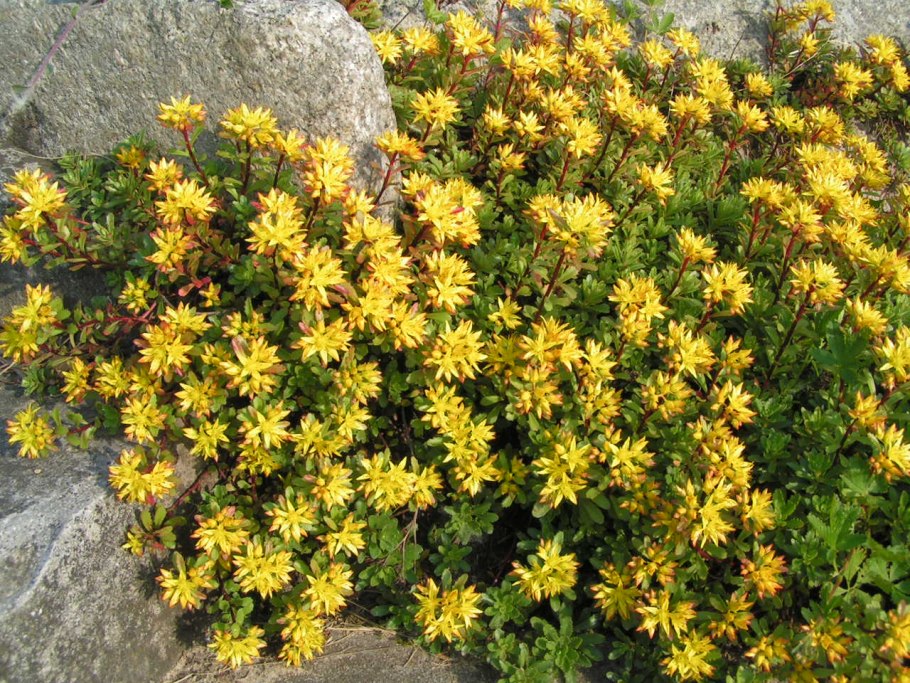 Очиток цветоносный sedum floriferum