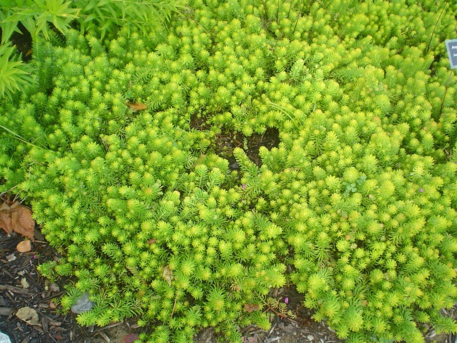 Sedum reflexum