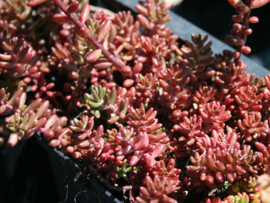 Очиток атропурпуреа