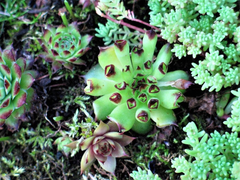 Очиток вайнберга (sedum weinbergii