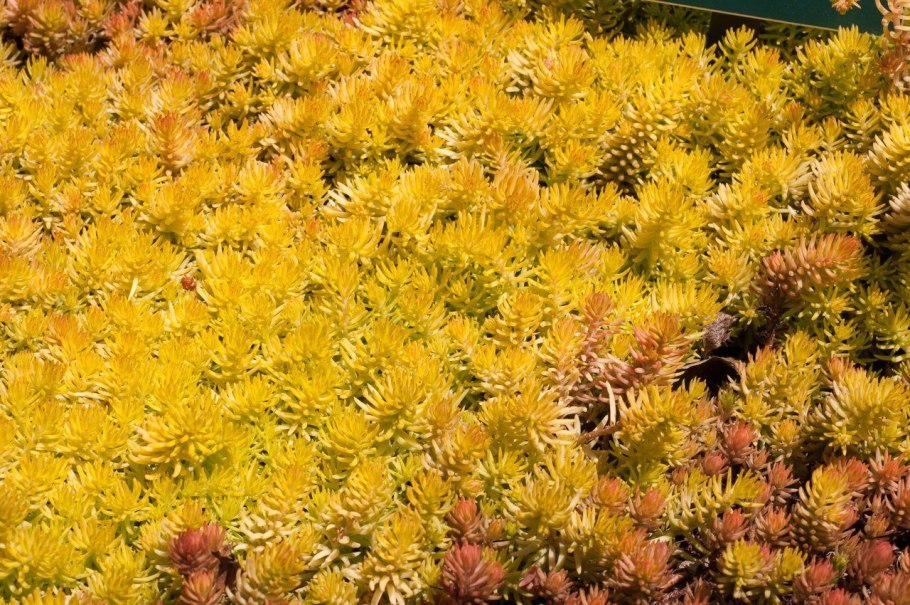 Sedum reflexum ангелина