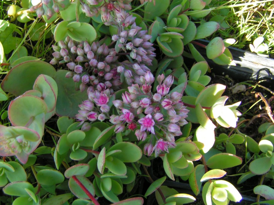 Очиток зибольда