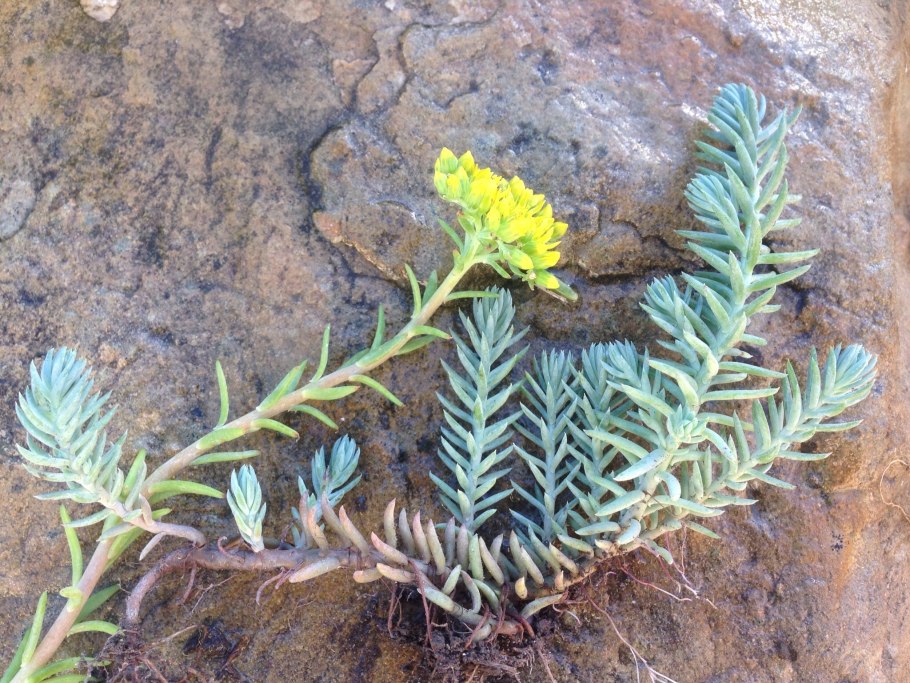 Очиток скальный кристатум