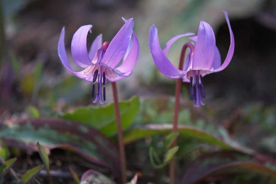 Эритрониум (Erythronium)