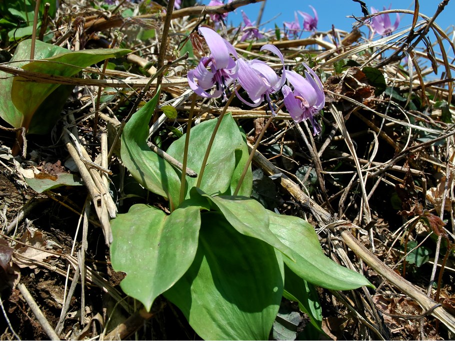 Кандык европейский