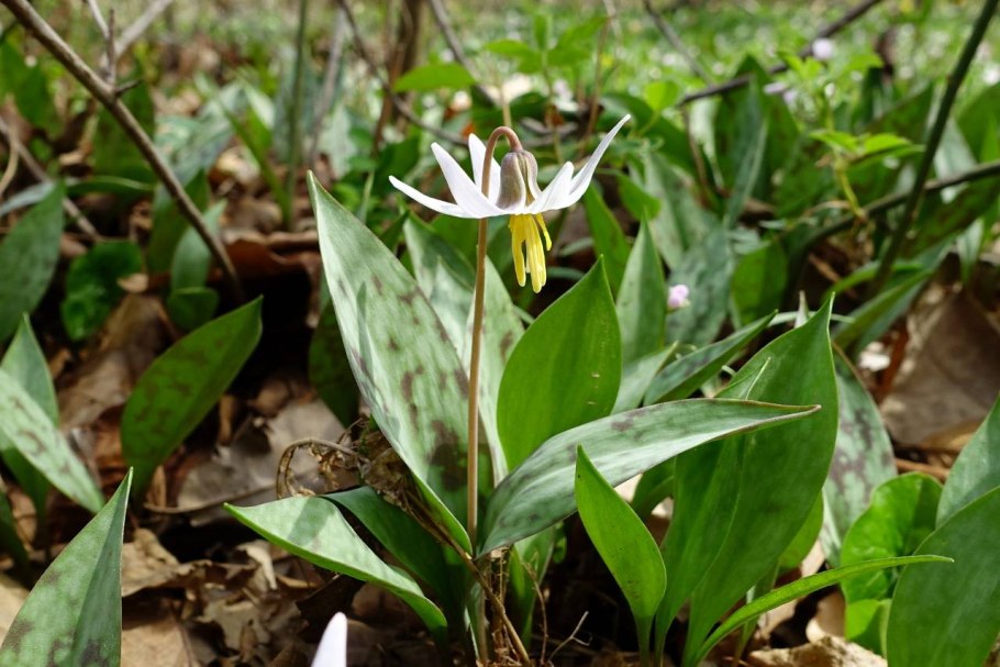 Erythronium albidum