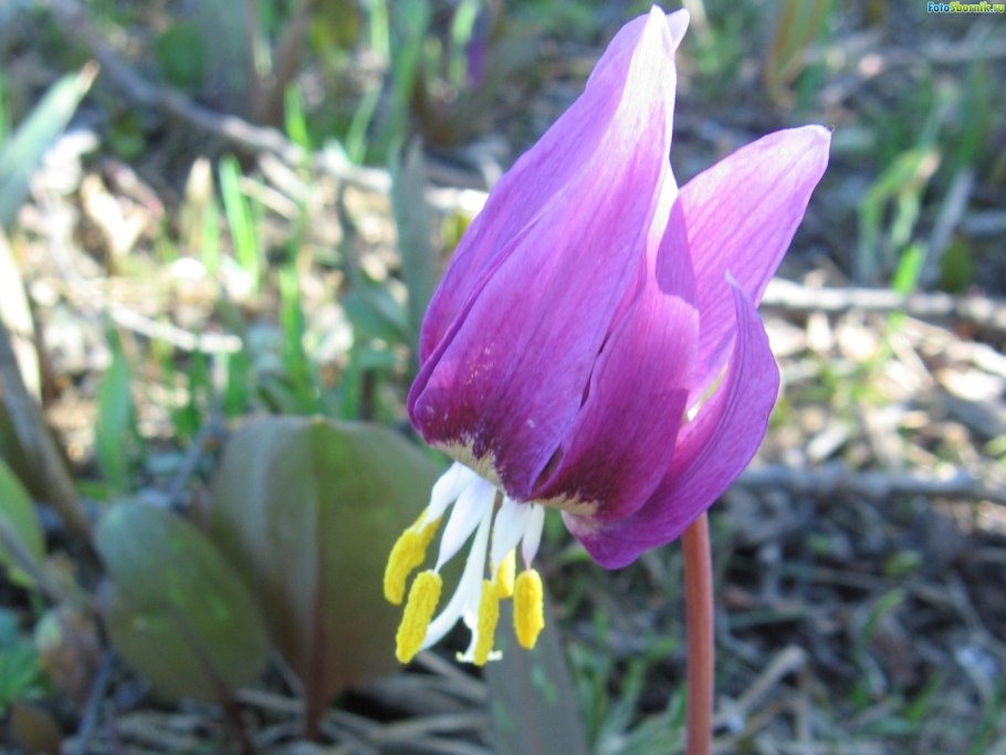 Кандык сибирский ( erythronium sibiricum).
