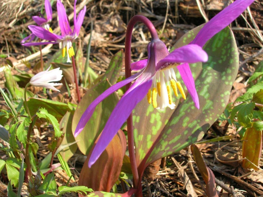 Кандык Сибирский