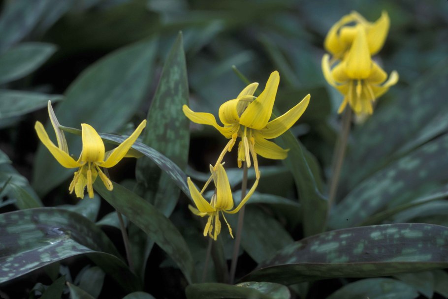Erythronium americanum