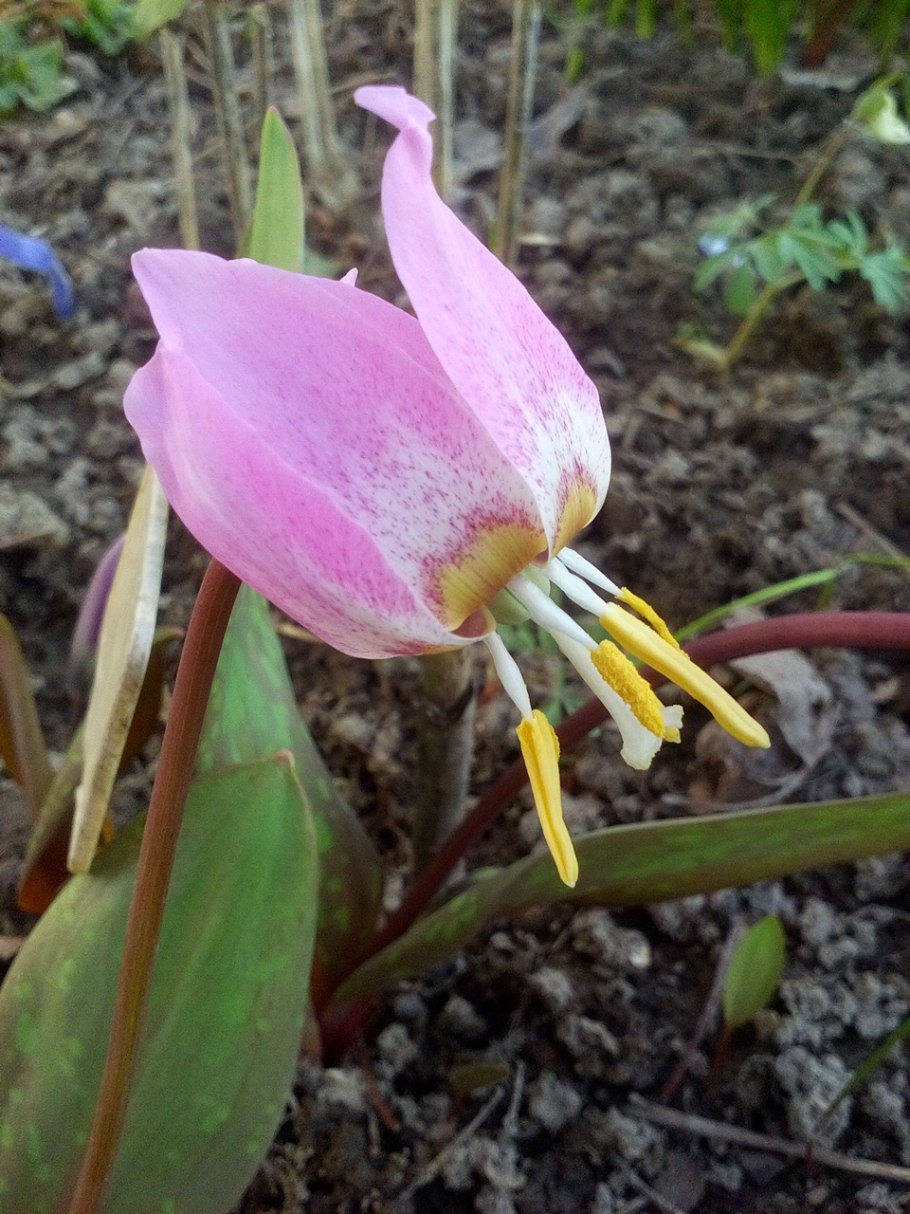 Erythronium sibiricum