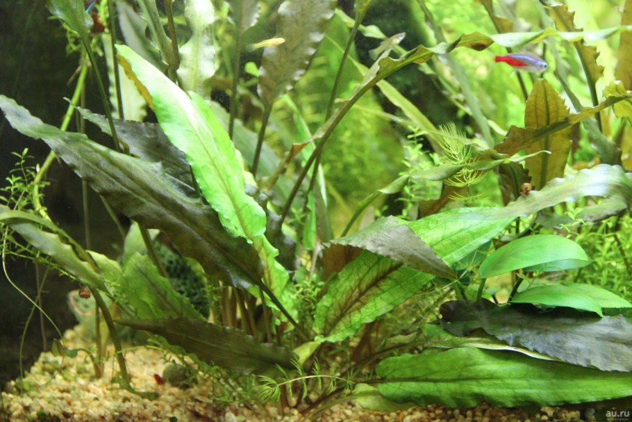 Cryptocoryne walkeri