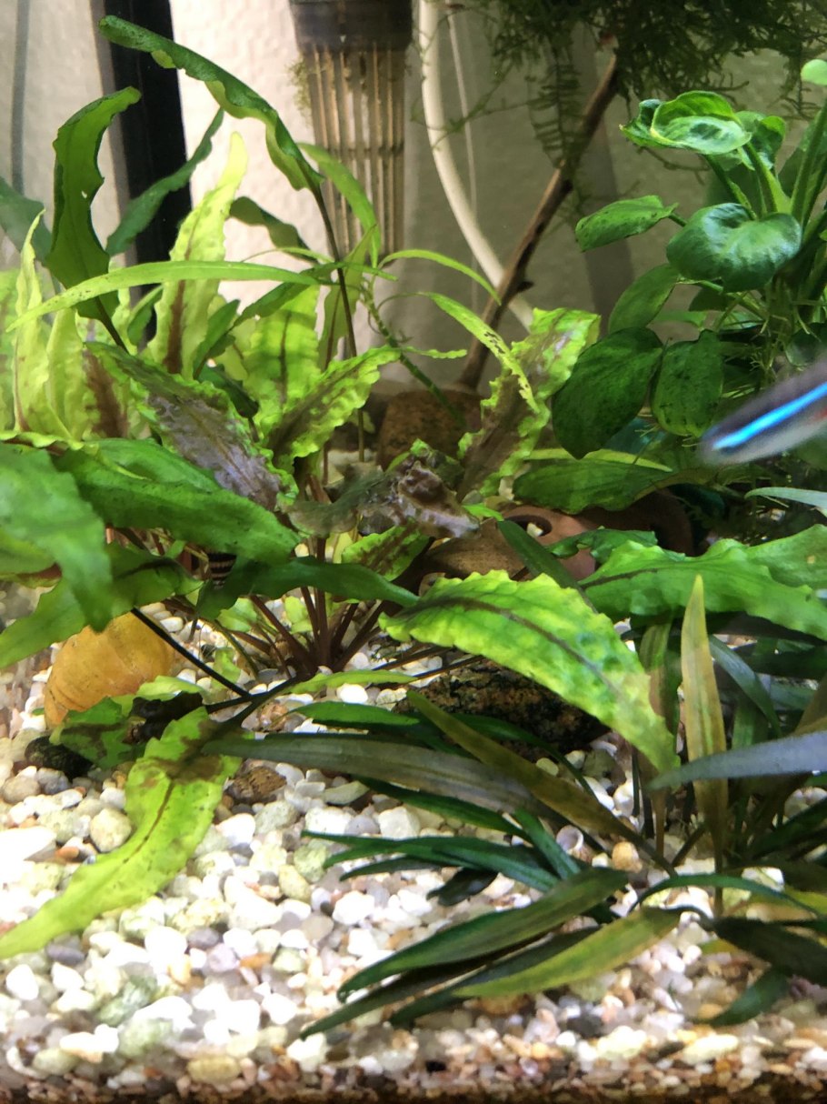 Валлиснерия и Криптокорина