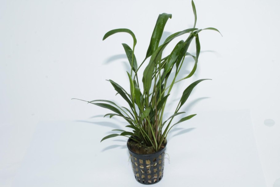 Криптокорина блестящая/lucens