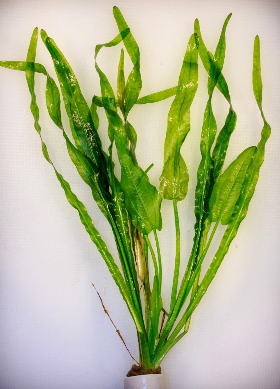 Криптокорина аквариумное растение