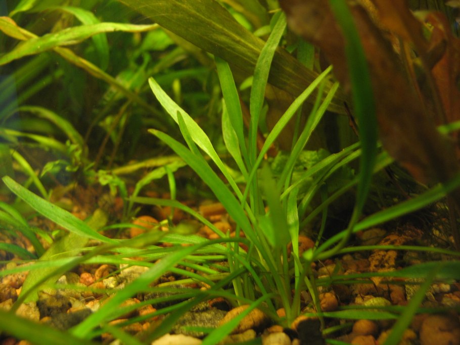Cryptocoryne lucens