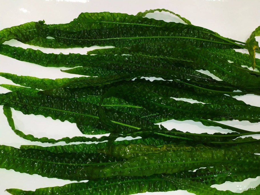 Криптокорина апоногетонолистная