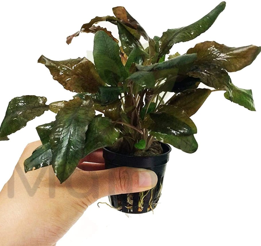 Cryptocoryne balansae