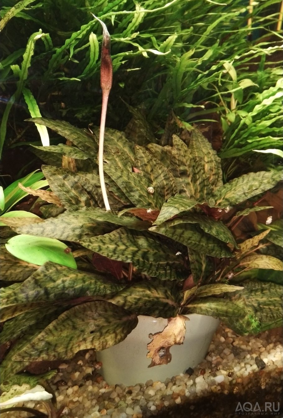 Криптокорина нури розен мейден